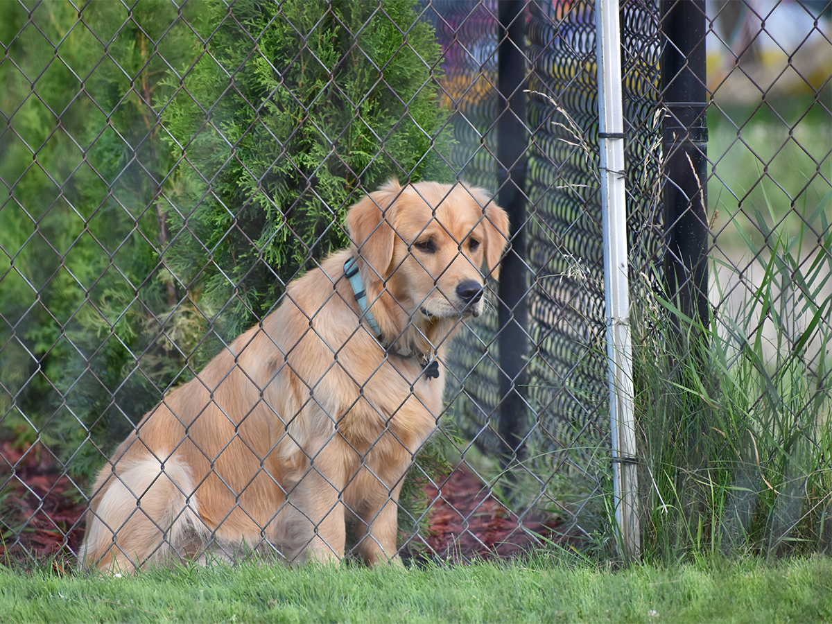 Photo of a dog behind a chain link fence in Norcross, GA